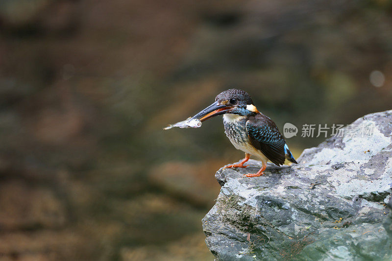 翠鸟:成年雄性蓝纹翠鸟(Alcedo euryzona)。